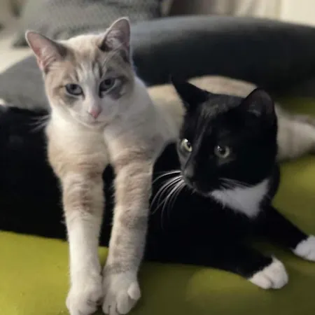 Poublade, Chats 2pers Avec Piscine Chauffee Oda ve Kahvaltı *