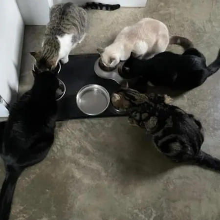 Oda ve Kahvaltı Poublade, Chats 2pers Avec Piscine Chauffee Peyrehorade