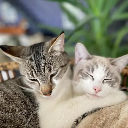 Oda ve Kahvaltı Poublade, Chats 2pers Avec Piscine Chauffee