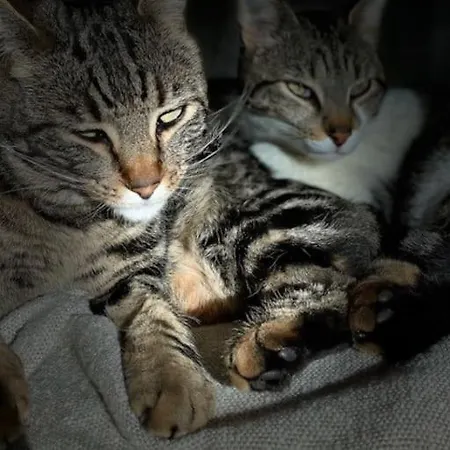 Poublade, Chats 2pers Avec Piscine Chauffee